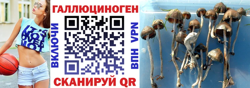 Псилоцибиновые грибы GOLDEN TEACHER  Межгорье 